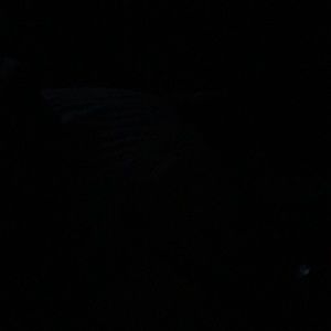 Meet your Posher, Darrell